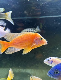 VARIOUS MALAWI CICHLIDS FOR SALE