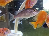 VARIOUS MALAWI CICHLIDS FOR SALE