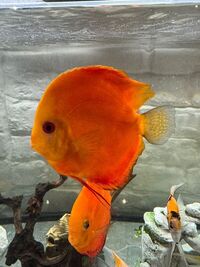 Discus for sale - manchester