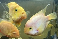 XL Parrot fishes and XL Severum fish for sale