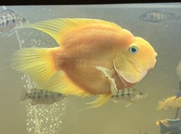 XL Parrot fishes and XL Severum fish for sale