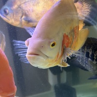 Albino Oscar - Cloudy Eye + Nipped Fins