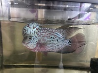 3 Male Flowerhorn for sale