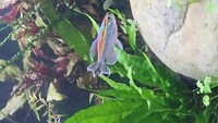 3 large male congo tetra 1 female congo tetra and 6 cherry barbs