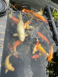 Koi - 2-28 inches