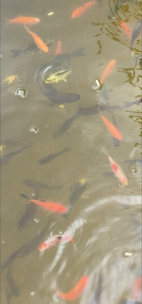 For Sale. ONLY £10 per FISH