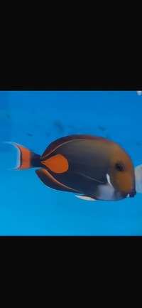 XL Achilles Rare Tang