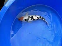 FOR SALE KOI CARP