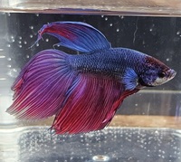 Double and veil tail koi bettas available