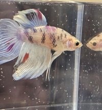 Double and veil tail koi bettas available