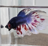 Double and veil tail koi bettas available