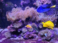 Live rock covered in bubble tip anemone