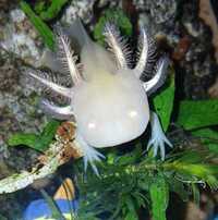 Axolotl - various ages and types - West Midlands