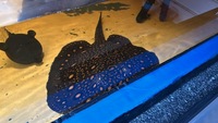 FEMALE BD X HYBRID STINGRAY BREEDER 16 inches +