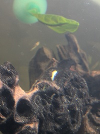 Bristlenose Plecos