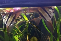 2 x F1 Altum Angelfish