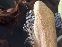 L236 SW RB line x 5 Plecos Sub Adults 5cm