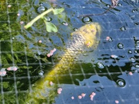 SOLD.   10 large koi carp for sale