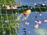 SOLD.   10 large koi carp for sale