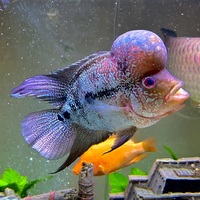 Flowerhorn Fish XL - £200