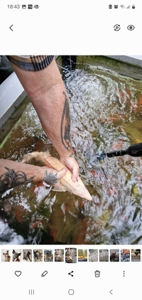 Albino sturgeons