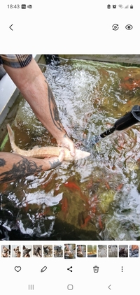 Albino sturgeons