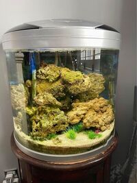 Aquamode 600 Marine Aquarium set up £100