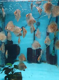 Home bred discus for sale