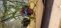 Double and veil tail koi bettas available