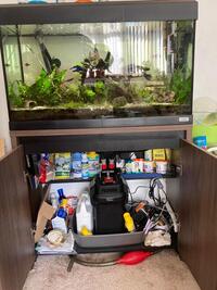 Fully established 125L Fluval Roma fish tank & cabinet + aquatic equipment, fish, shrimps, snails - £299