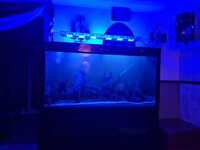 5ft cleair fish tank