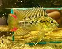 Wild Apistogramma breeding pairs