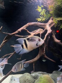 8 Medium size Adult Panda Uaru