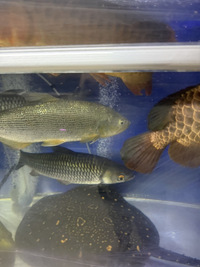 2x golden dorado fish 15”£ 90each Sold out