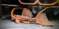 L160 Spiny Monster Pleco