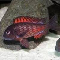 Moliro Firecracker Tropheus - Adult Group