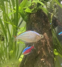 6 Dwarf Neon Rainbowfish