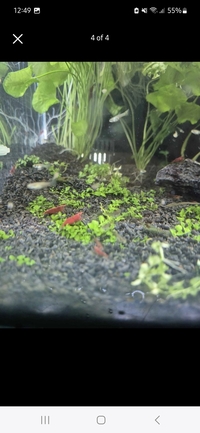 100+ Cherry Shrimps