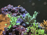 Various SPS corals, Montiporas etc just £10 each