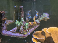 Various SPS corals, Montiporas etc just £10 each