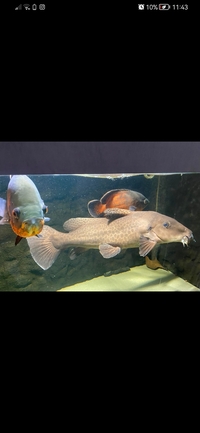 Peacock bass and giraffe catfish