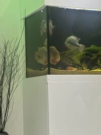 Two Large Cichlids for Sale