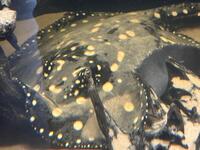 Black diamond stingray