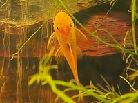 Bristle nose plecostomus £8 each