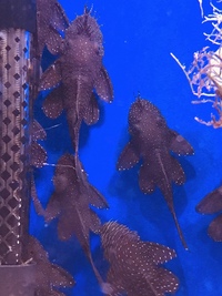 Starlight Pleco in Kent