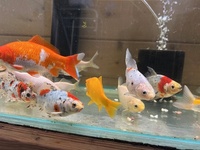 Shubunkins and Goldfish for Sale