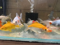 Shubunkins and Goldfish for Sale