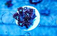 Spider man goniopora Coral marine frag not mushroom Zoa sps