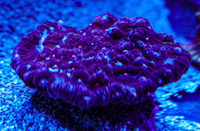 Terminator Chalice LPS Not Sps , Soft coral Marine Frags