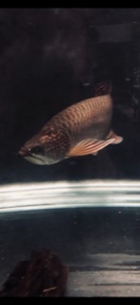 Pearl Arowana